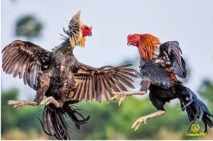 Cách chọn gà chọi chuẩn, chọn gà đá chất lượng cao