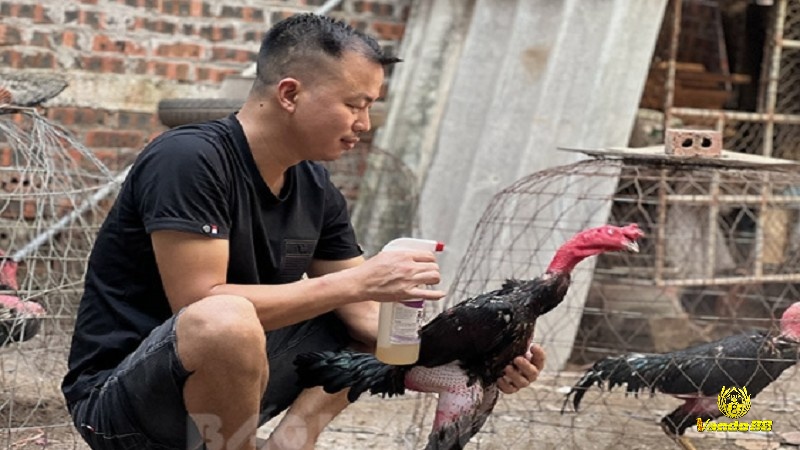 Cách nuôi gà chọi cần lưu ý những gì?