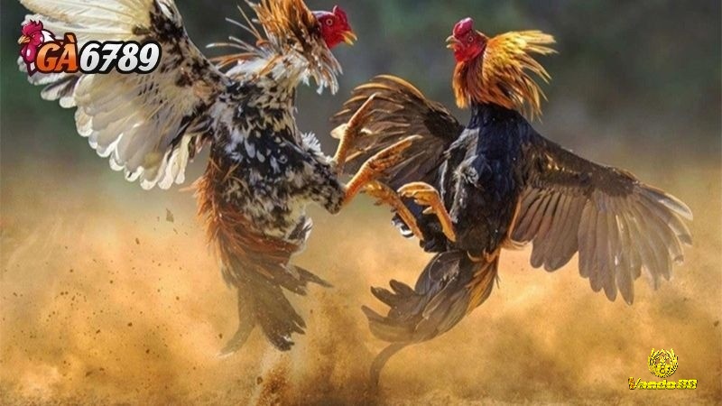 Luật chơi đá gà thomo đã trải qua nhiều thay đổi đáng kể qua các thời kỳ