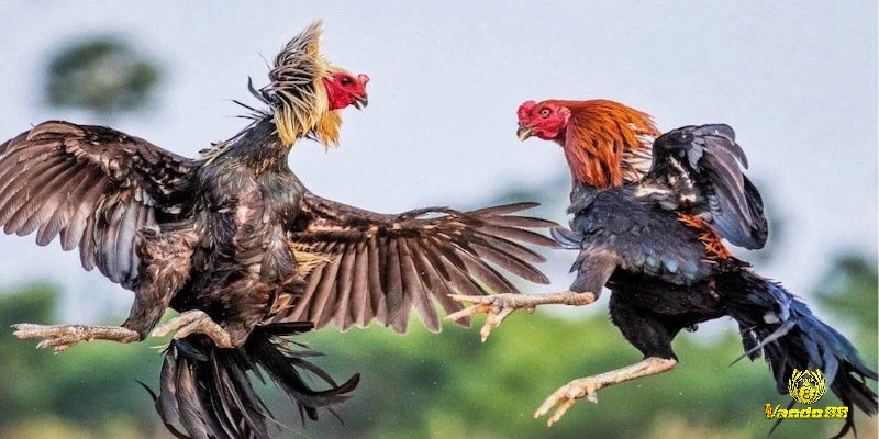 Luật chơi đá gà thomo quy định một hệ thống chấm điểm chặt chẽ dựa trên nhiều tiêu chí khác nhau