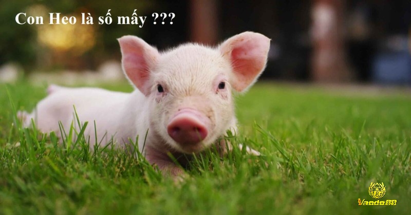 Giải mã giấc mơ thấy heo gắn với số đề hốt bạc 