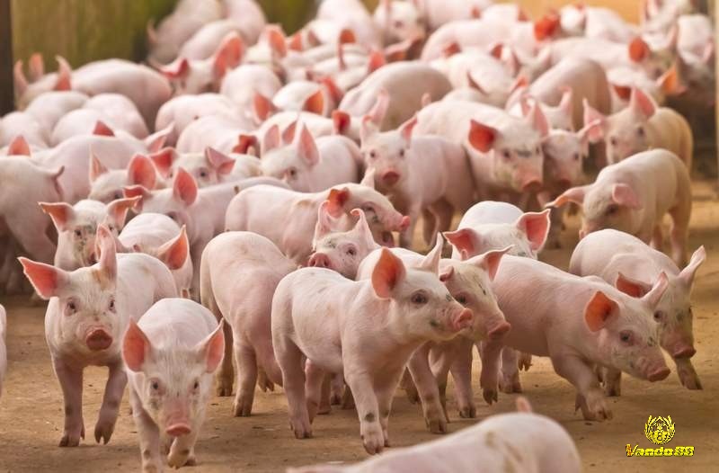 Giải mã giấc mơ thấy heo có số đề lộc lá 