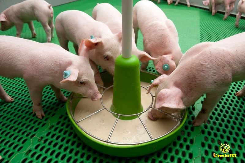 Mơ thấy heo đang ăn ngụ ý về sự sung túc 