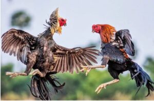 Trận gà chọi hay nhất: Kinh nghiệm tận hưởng màn đấu đỉnh cao