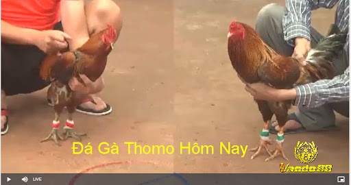 Quá trình huấn luyện bắt đầu từ khi gà còn nhỏ, khoảng 2-3 tháng tuổi