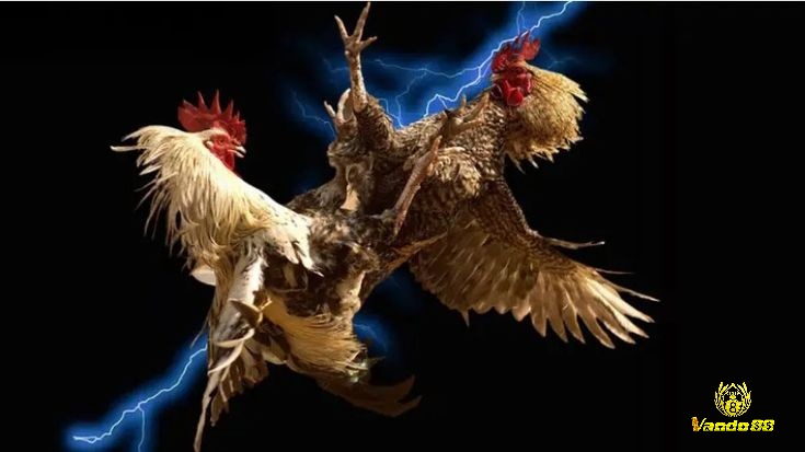 Trước khi quyết định tham gia cần tìm hiểu kỹ lưỡng về luật pháp địa phương liên quan đến hoạt động đá gà